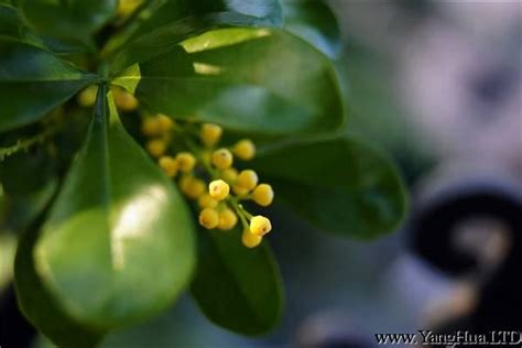 米蘭花花語|米蘭花的象徵意義與傳說